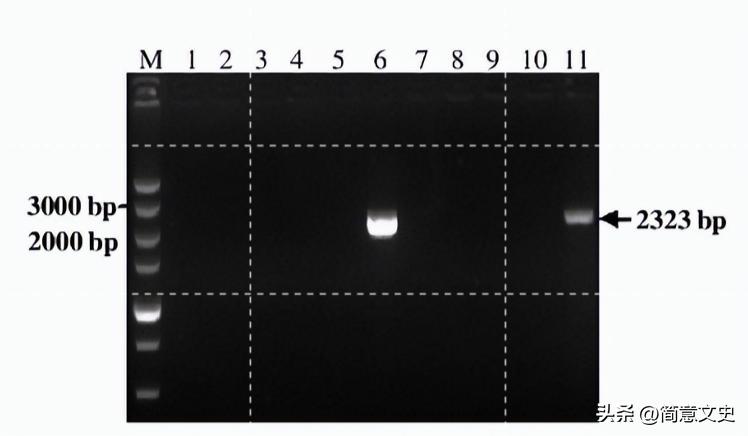 绿色荧光蛋白基因的克隆,绿色荧光蛋白在基因工程的作用