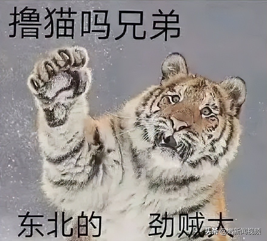 猫、零、己、胖、是……竟然都是姓？这份六一礼物火了