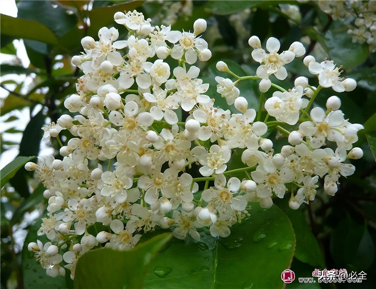 石楠花好臭为什么满大街种不活,石楠花很臭为什么满大街都种呢