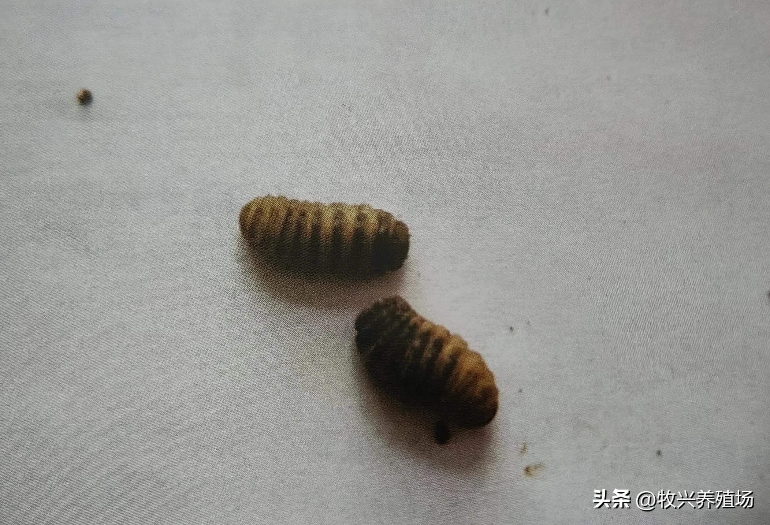 羊寄生虫病太可怕了,一只小小的寄生虫竟能整死这么大的羊