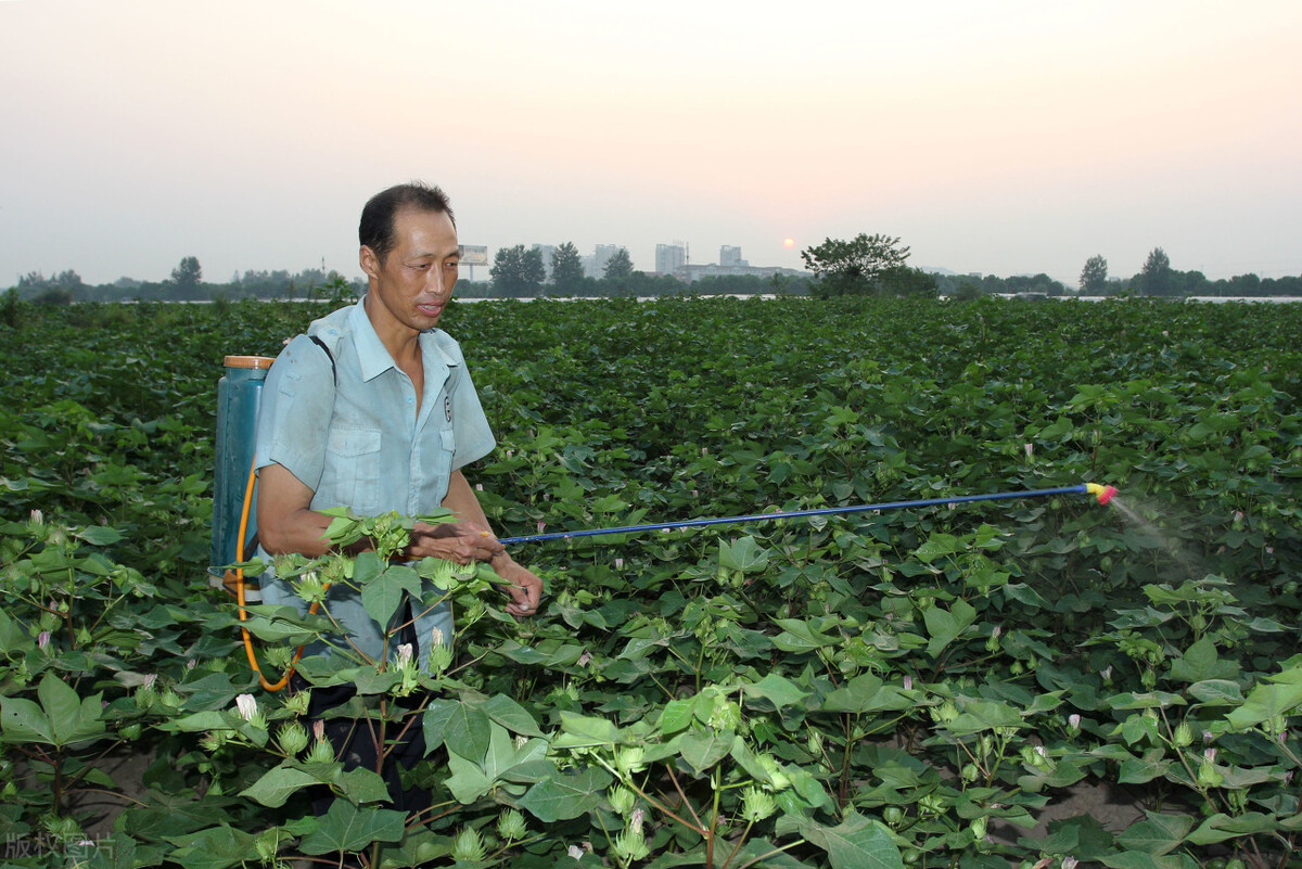 花生、蔬菜青虫打不死，那是用错了药，用好3个方案可快速搞定