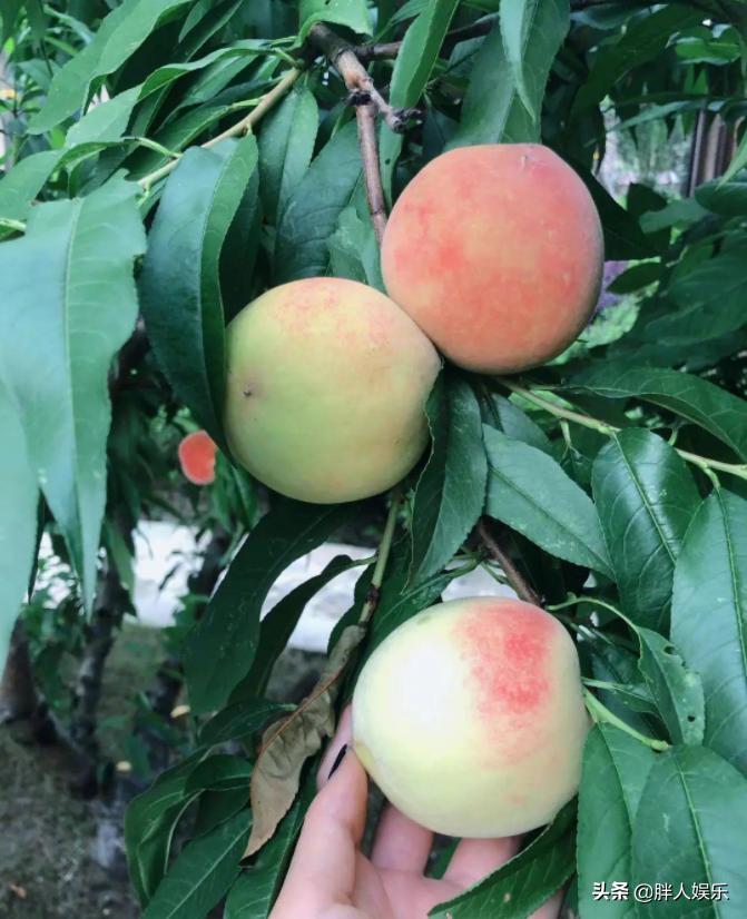 张馨予跟李晨为什么分手,张馨予与李晨分手后事业顺利吗