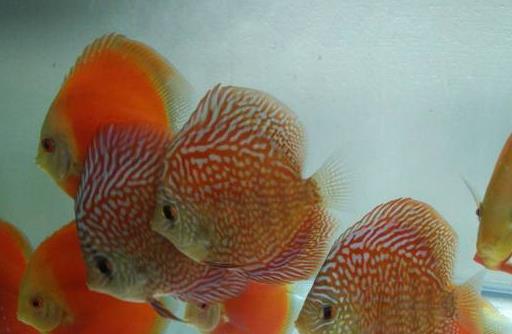 七彩神仙鱼饲养放水妖精吗,饲养七彩神仙鱼的书籍