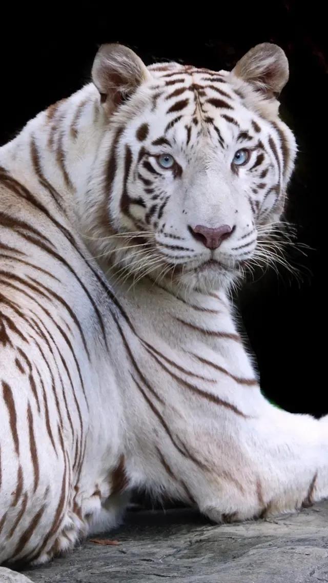 戏说老虎图文杂汇