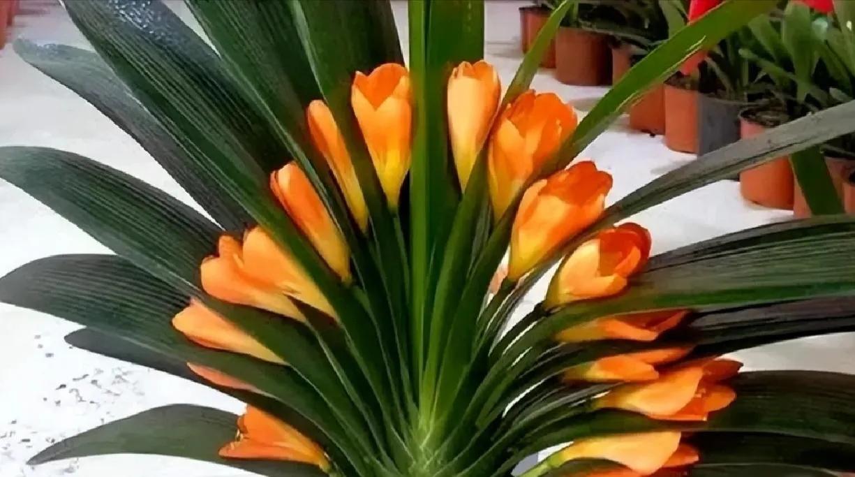 这6种花给点水就爆盆懒人必备,这4种花随便一养就爆盆