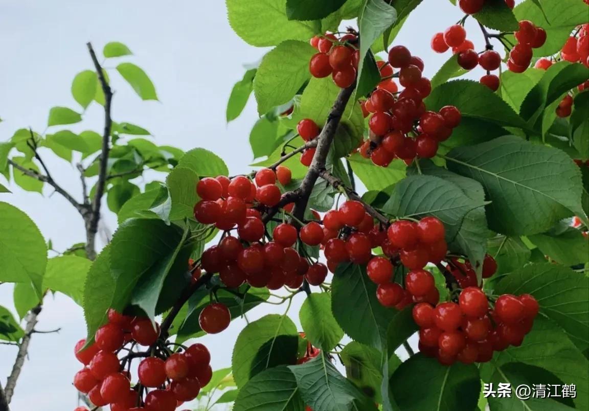 樱桃好吃树难栽完整故事,樱桃好吃树难栽家常版完整版