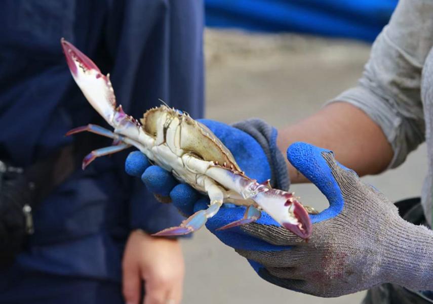 秦皇岛开海海鲜图片,开海后的生猛海鲜已抵达秦皇岛