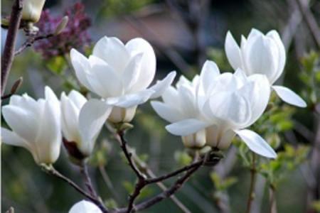 园林风景植物之玉兰