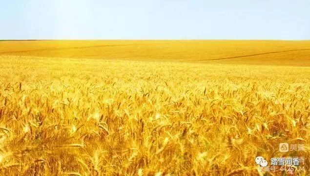 风吹麦浪电影,风吹麦浪经典散文