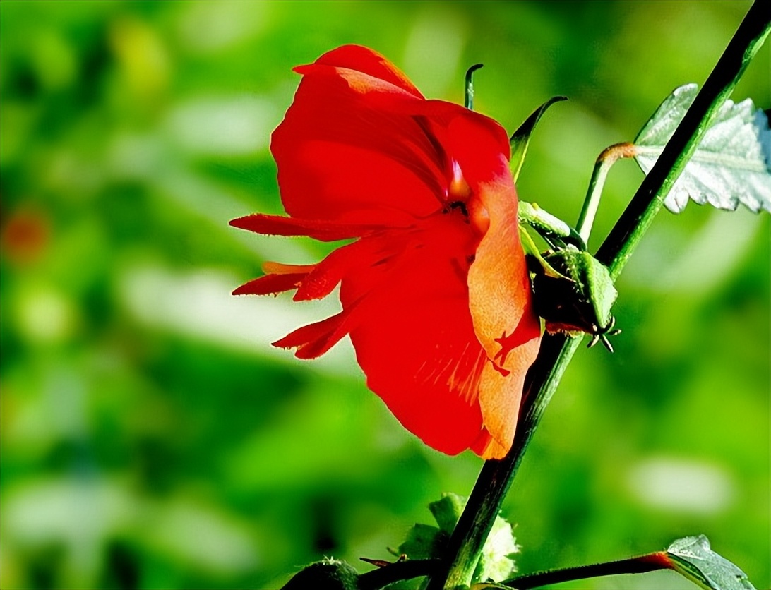 夜落金钱昼自开意思,夜落金钱昼自开