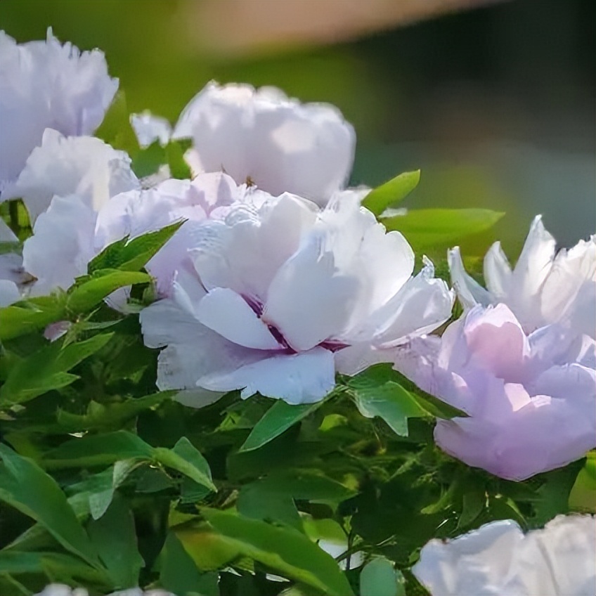 济南近郊旅游专线,济南开通的几条旅游线公交不错