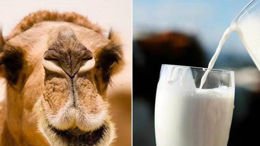 给孩子要经常吃3道菜,常给孩子吃这两道菜孩子猛长个