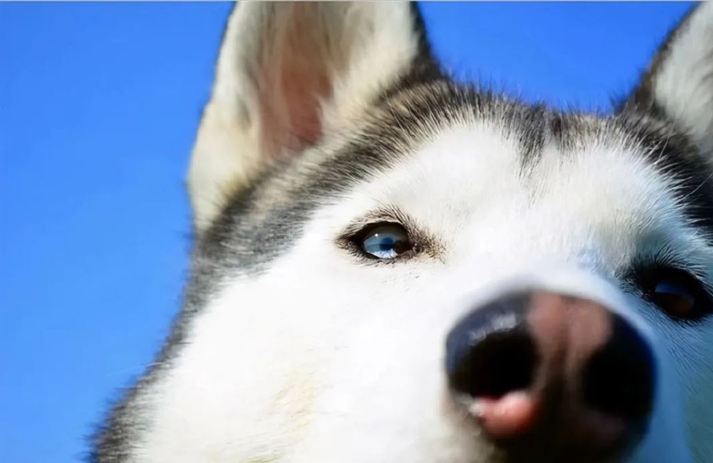 毛孩子应激反应了怎么办,主人应该怎样处理毛孩子的常见病