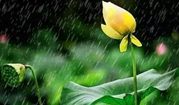 「新梦文学」同题专刊：东边日出西边雨】