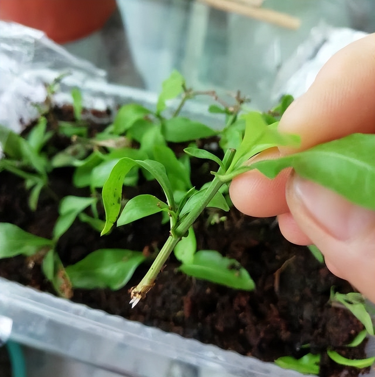 这8种花最旺家只需养一盆,什么花好看18种花又好养