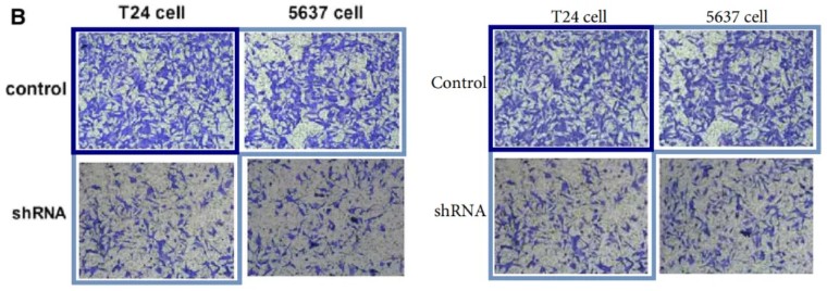 极大关注！天津医科大学第二医院发表的论文因明显图片重复被质疑
