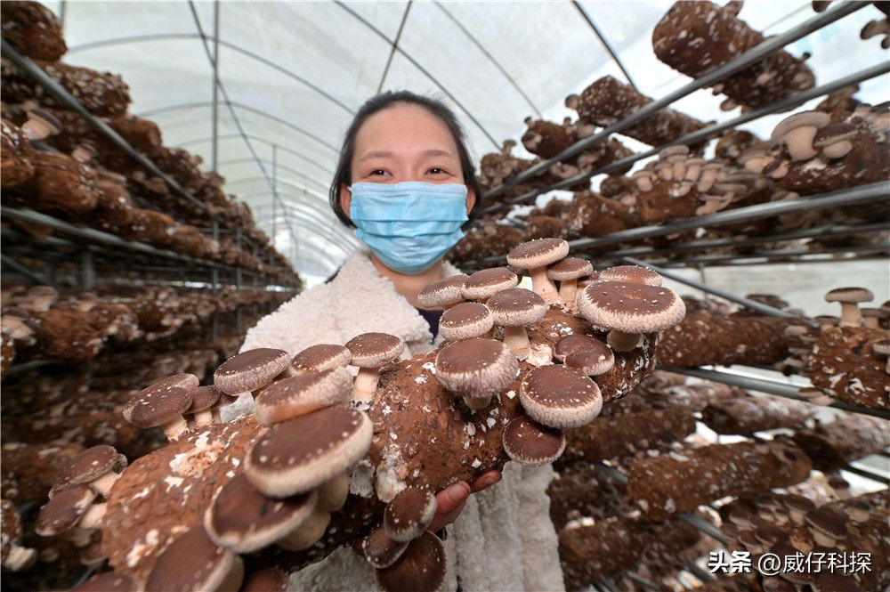 2020年农业最挣钱的商机,2023年在农村创业搞什么会赚钱