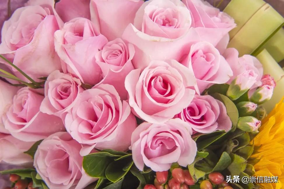 母亲节背后的历史,母亲节为什么要送洋甘菊康乃馨