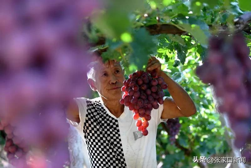 河北涿鹿葡萄种植,河北怀来葡萄种植基地