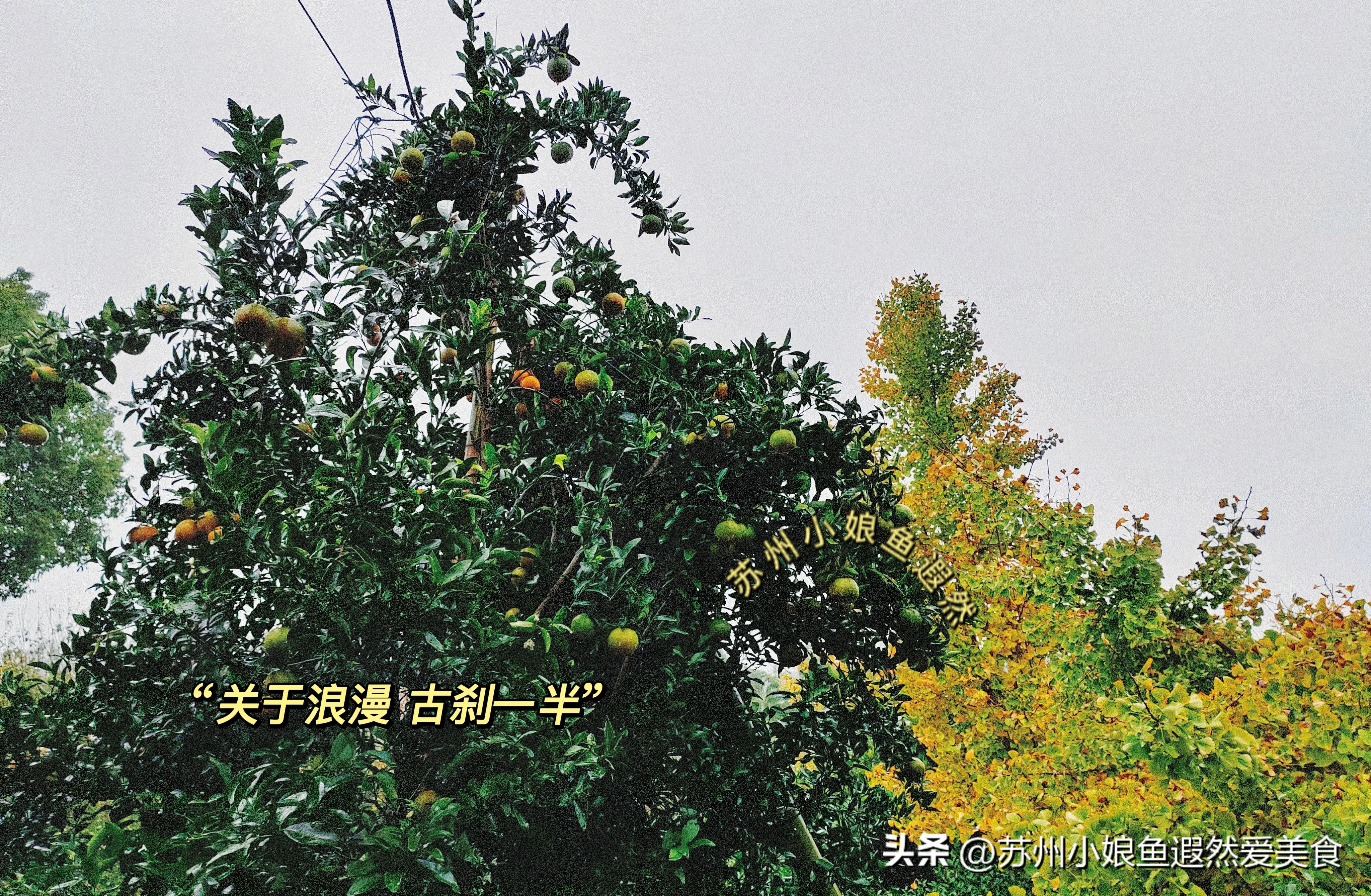 苏州古寨旅游攻略,苏州一日游攻略探索更好玩的景点