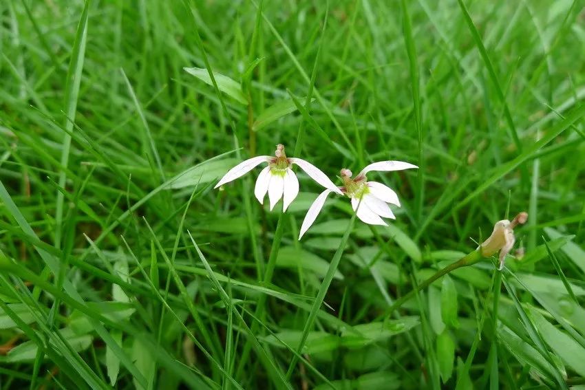 150种常见药用植物大全,150余种常见药用植物花期组图