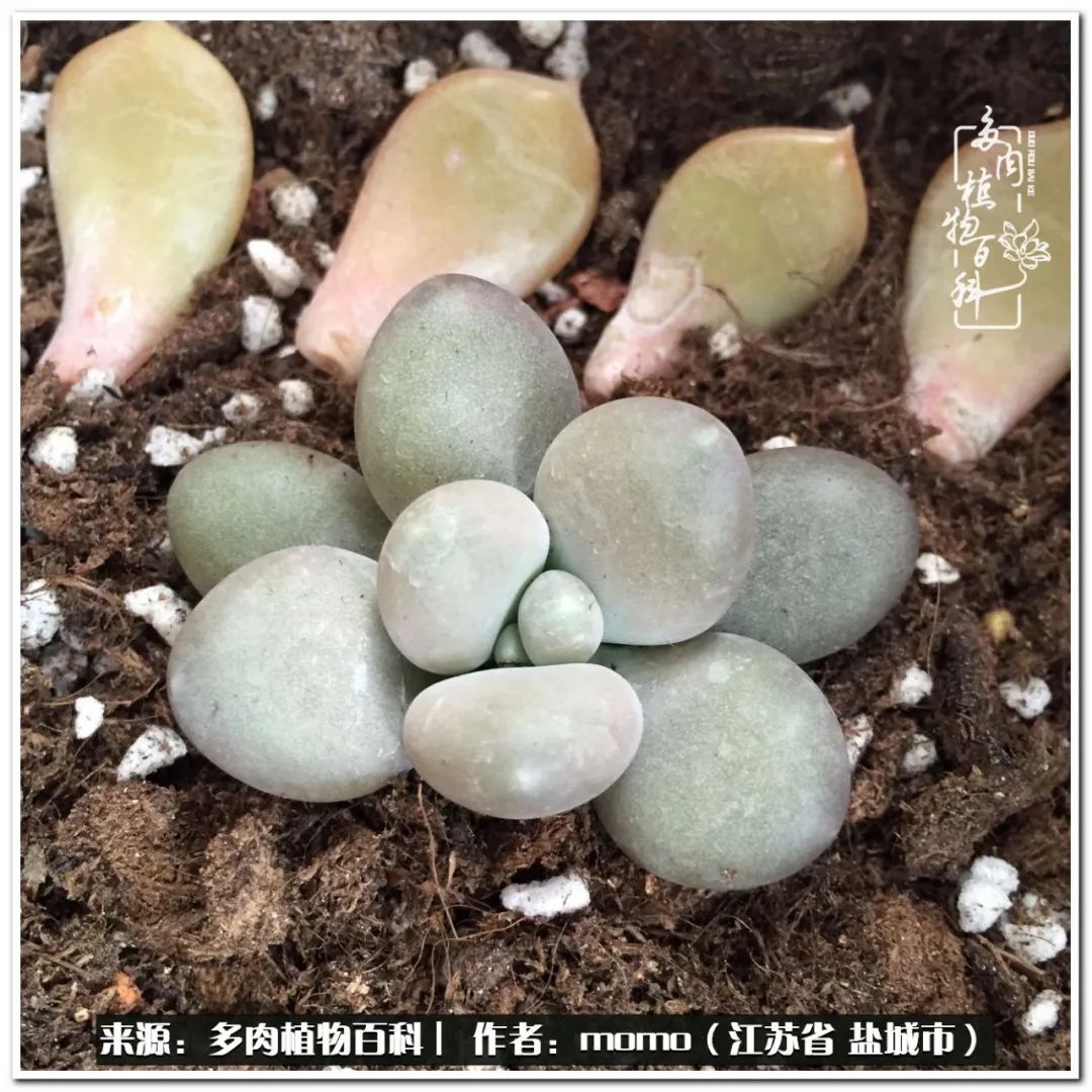 露养一个月的多肉图片,露养多肉春天外面过夜么