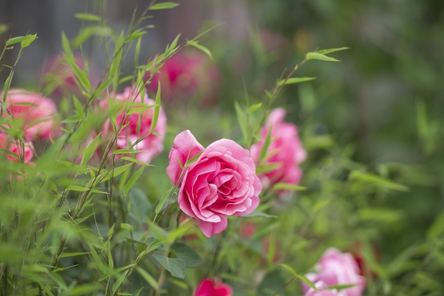 为什么说养花的尽头是天竺葵,天竺葵养花经验