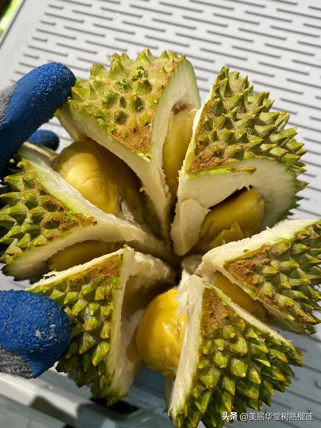 马来西亚猫山王榴莲d101和d197,猫山王榴莲d197和d101的区别