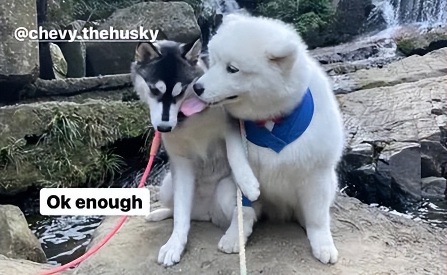 哈士奇被萨摩狂吻，结果二哈一爪子就下去：你注意点影响