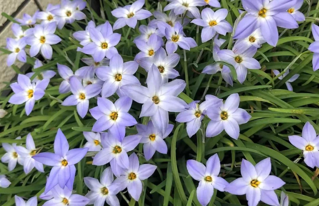 球根类花卉有哪些比较好养,有哪些好看的球根花卉盆栽