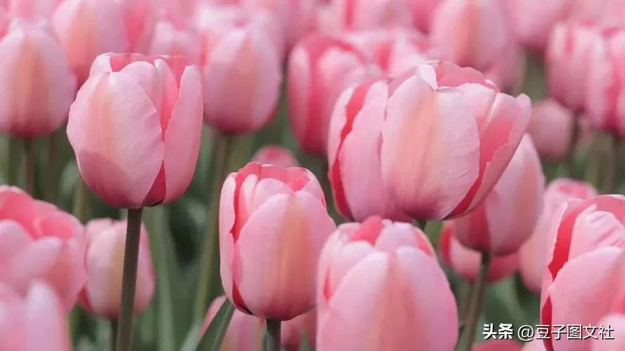 郁金香的花貌和郁金香的花语,各种颜色郁金香的花语是什么