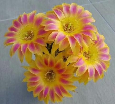 草球牡丹锦仙人球,大花彩草仙人球经典品种