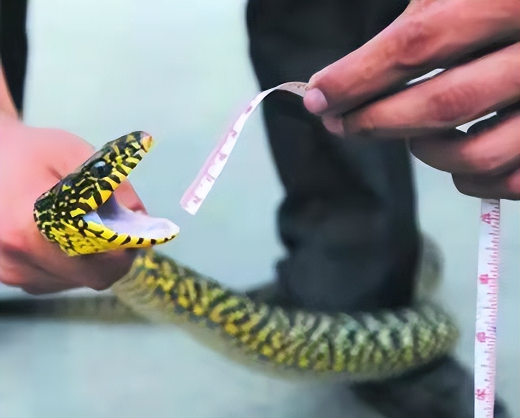 俗语中打蛇打七寸指的是哪个位置,打蛇打七寸指什么地方