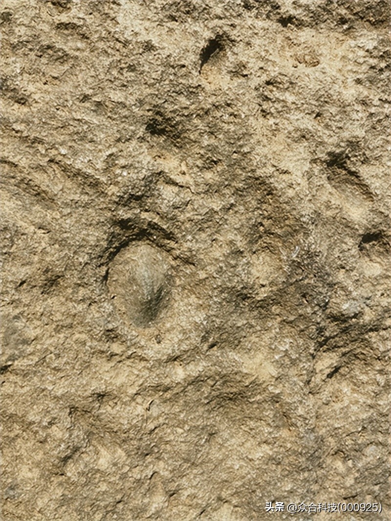 媒体转载丨蹄印古茶：低调得让人痛惜的一味禅茶