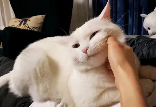 养猫一个月要花多少钱？养猫的费用支出有哪些？