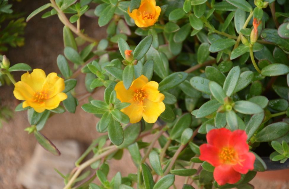 5月种菜好吃又营养,冷门又好吃的10种菜