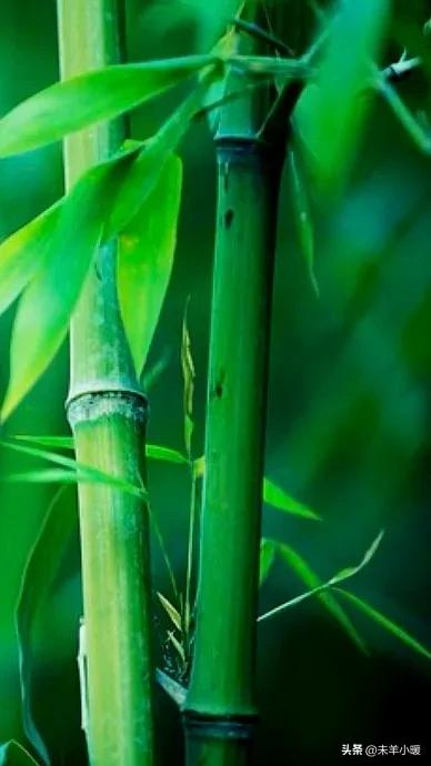 超清超美独一无二手机壁纸图片,养眼养心的壁纸