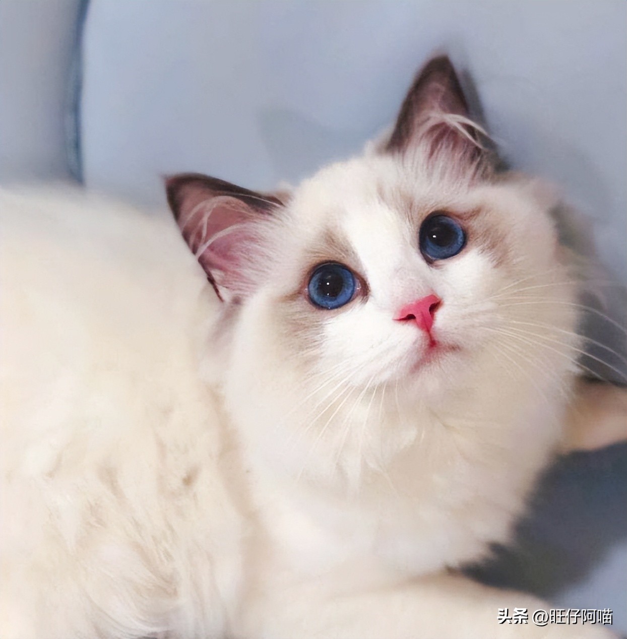 十大可爱猫咪排行榜有没有你家的,既可爱又聪明的十大猫咪排名