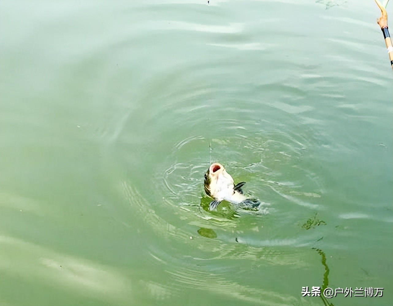 哪一款5米4并继竿不那么重头,并继竿1000内选择国产还是进口