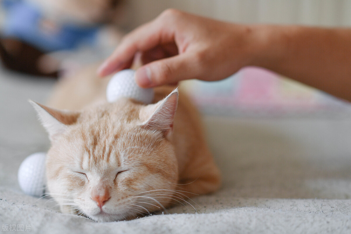 宠物子宫蓄脓最佳治愈方法,宠物子宫蓄脓发病率