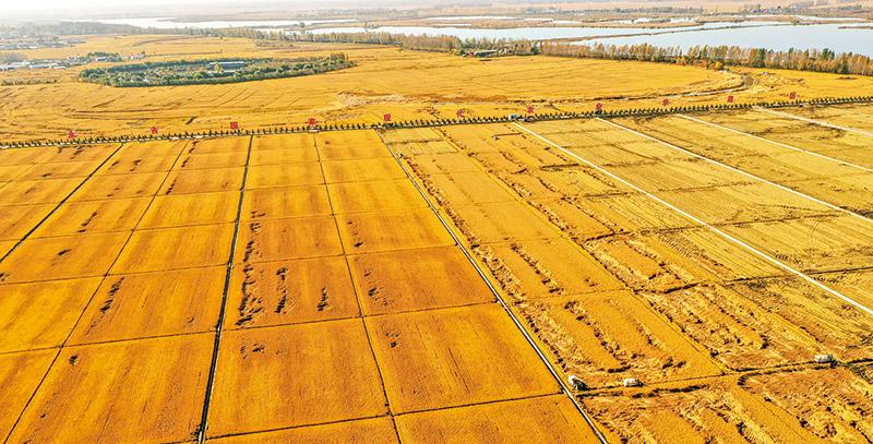 粮食不能自给的难题,中国粮食命脉