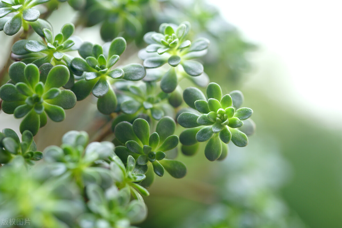 互联网时代下企业管理的创新发展,互联网时代下传统企业管理的弊端