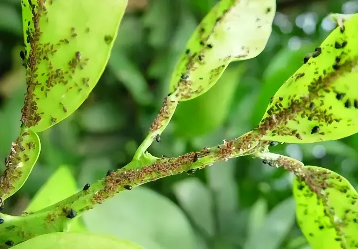 最新柑橘常见20种害虫认识与防治,柑橘常见虫害有哪些