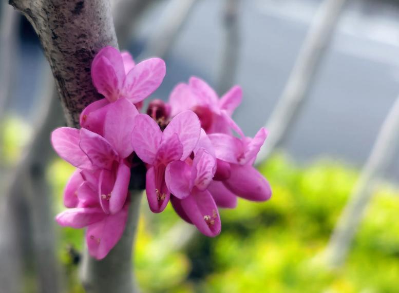 诗词一树杏花一树春全文,一树繁花优美诗句