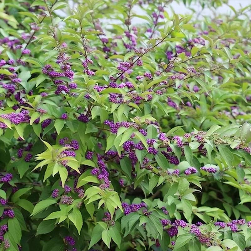 小庭院种植什么灌木好,适合阳台庭院灌木