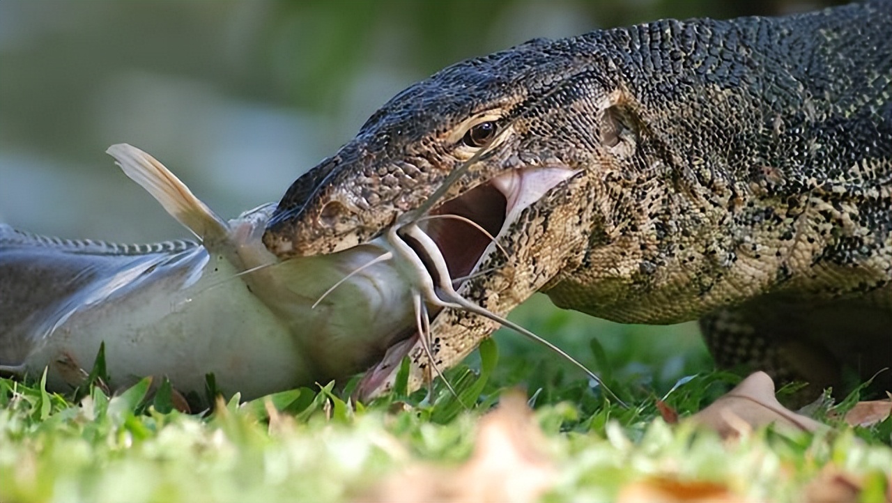 上海钓鱼佬钓起“五爪金龙”，差点牢底坐穿？金龙到底什么来头？