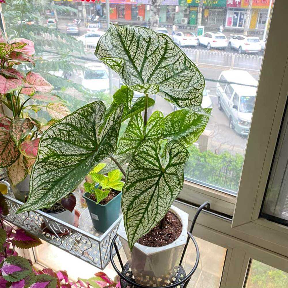 16种喜阴蔬菜,16种适合夏天养的花