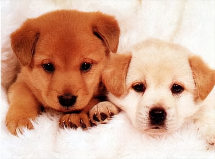 你真的了解生肖属狗之人吗,你知道属狗的人讨厌什么