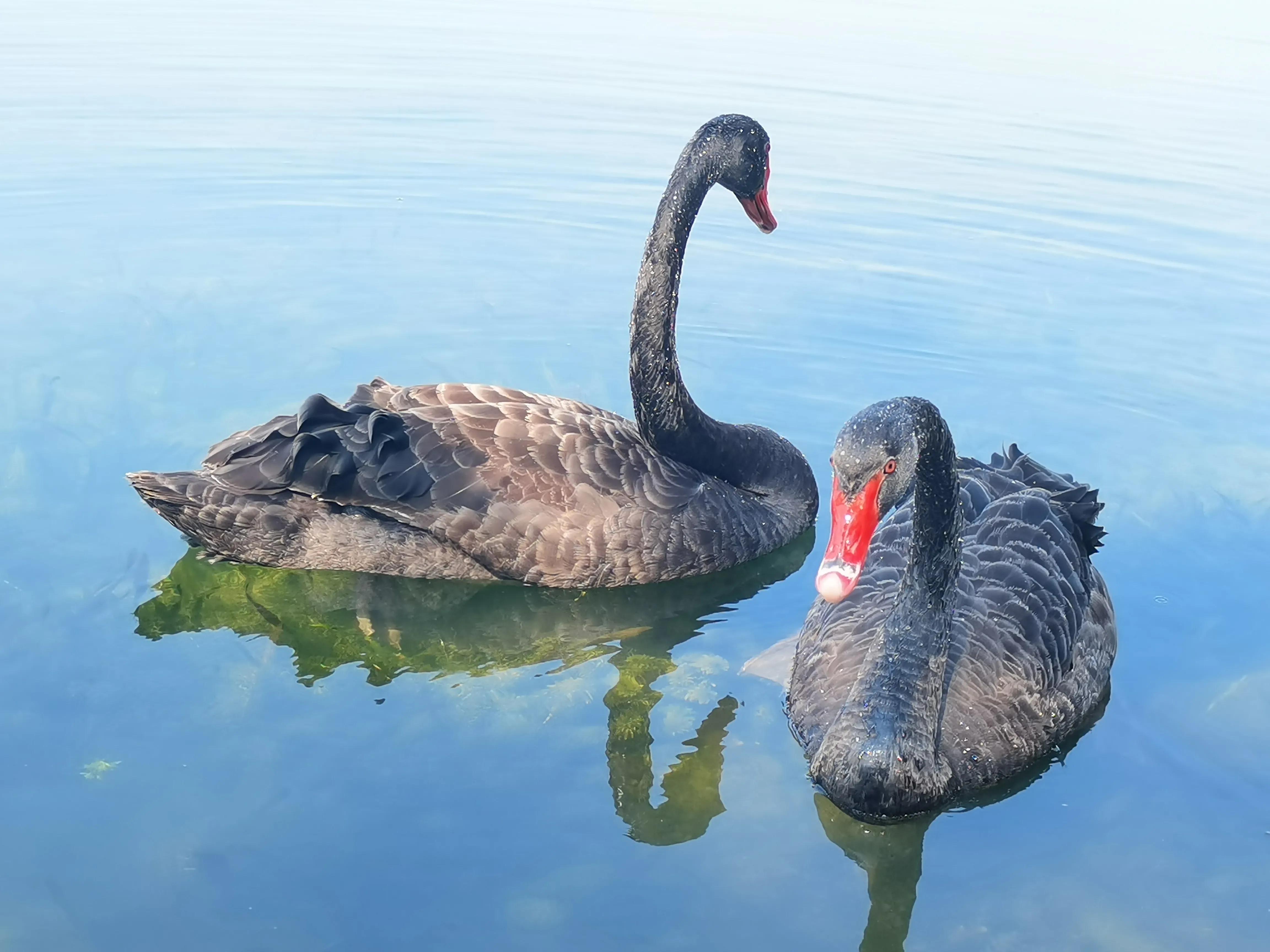 四川成都一对黑天鹅私奔,情人节黑天鹅
