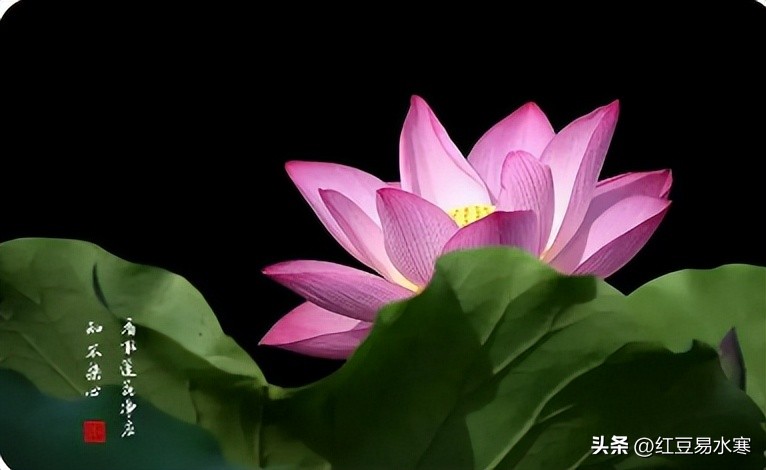 你若清风自来心如莲花开,心似莲花清风自来的图片